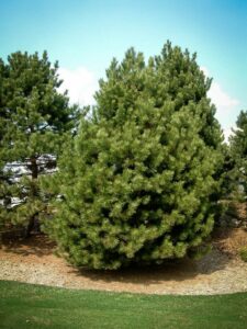 Сосна Чёрная (Pinus Nigra) купить по цене от 270.00р. в интернет-магазине «Посадика» с доставкой почтой в в Борисоглебске и по всей России – [изображение №1].