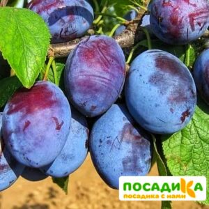 Слива Чачакская ранняя купить по цене от 229.00р. в интернет-магазине «Посадика» с доставкой почтой в в Борисоглебске и по всей России – [изображение №1].