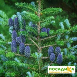 Пихта корейская (Abies koreana) купить по цене от 450.00р. в интернет-магазине «Посадика» с доставкой почтой в в Борисоглебске и по всей России – [изображение №1].