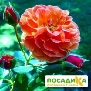 Роза Арабия купить по цене от 350.00р. в интернет-магазине «Посадика» с доставкой почтой в в Борисоглебске и по всей России – [изображение №1].