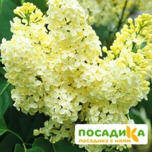 Сирень Примроуз (Primrose) купить по цене от 529.00р. в интернет-магазине «Посадика» с доставкой почтой в в Борисоглебске и по всей России – [изображение №1].