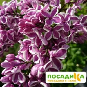 Сирень Сенсация купить по цене от 529.00р. в интернет-магазине «Посадика» с доставкой почтой в в Борисоглебске и по всей России – [изображение №1].