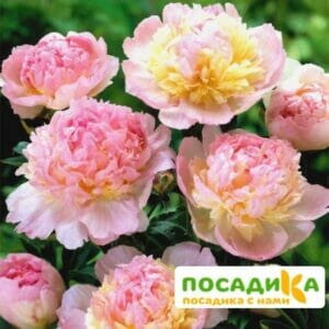 Пион Распберри Сандей (Paeonia Raspberry Sundae) купить по цене от 959р. в интернет-магазине «Посадика» с доставкой почтой в в Борисоглебске и по всей России – [изображение №1].