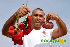 Клубника Гигант Джорнея купить по цене от 266р. в интернет-магазине «Посадика» с доставкой почтой в в Борисоглебске и по всей России – [изображение №1].