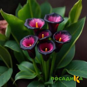 Калла Аура Лейс купить по цене от 400р. в интернет-магазине «Посадика» с доставкой почтой в в Борисоглебске и по всей России – [изображение №1].