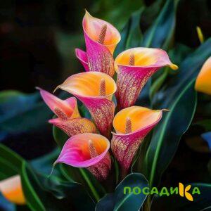 Калла Оникс купить по цене от 450р. в интернет-магазине «Посадика» с доставкой почтой в в Борисоглебске и по всей России – [изображение №1].