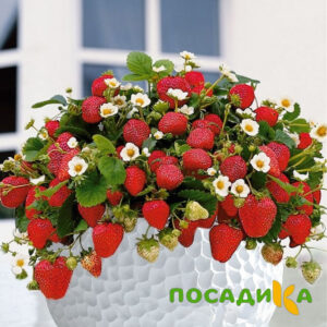 Клубника Рубиновый Шепот (горшечная) купить по цене от 240р. в интернет-магазине «Посадика» с доставкой почтой в в Борисоглебске и по всей России – [изображение №1].