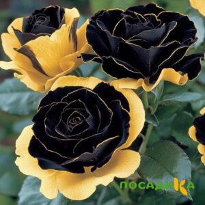 Роза Ханни Сикл купить по цене от 700р. в интернет-магазине «Посадика» с доставкой почтой в в Борисоглебске и по всей России – [изображение №1].