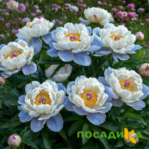 Пион акварельный Этюд купить по цене от 806р. в интернет-магазине «Посадика» с доставкой почтой в в Борисоглебске и по всей России – [изображение №1].