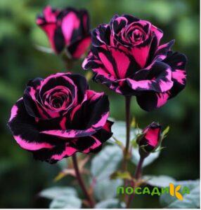Роза Багровый Шепот купить по цене от 366р. в интернет-магазине «Посадика» с доставкой почтой в в Борисоглебске и по всей России – [изображение №1].