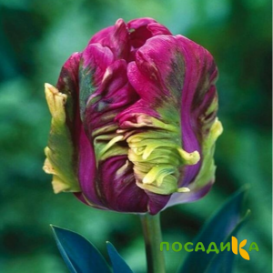 Тюльпан Экзотик Хэвен купить по цене от 186р. в интернет-магазине «Посадика» с доставкой почтой в в Борисоглебске и по всей России – [изображение №1].